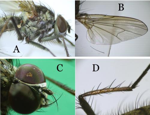 Hylemya vagans